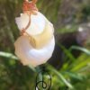 Seashell pendant with copper wire wrapping, handcrafted jewelry piece.